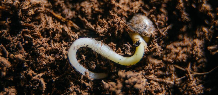 The Spectacular and Miraculous Cannabis Seed
